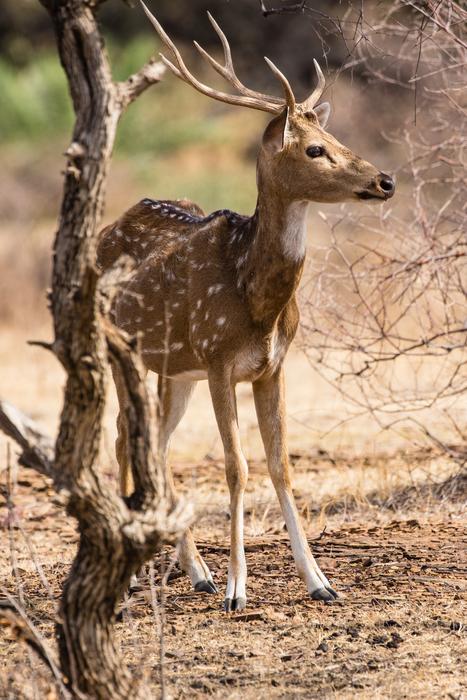 deer tree view