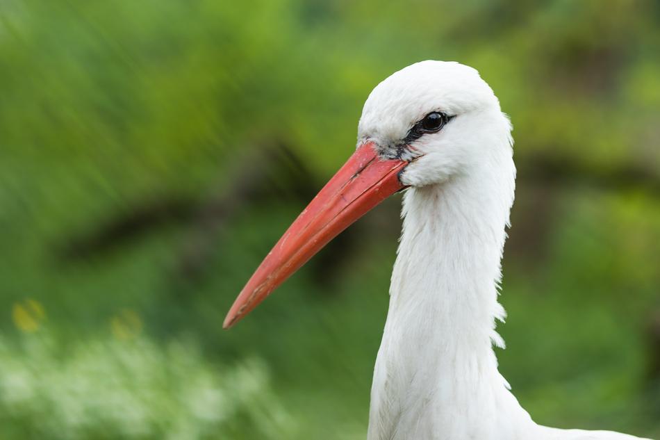 white stork on a green background