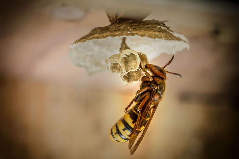 wasp flower background macro