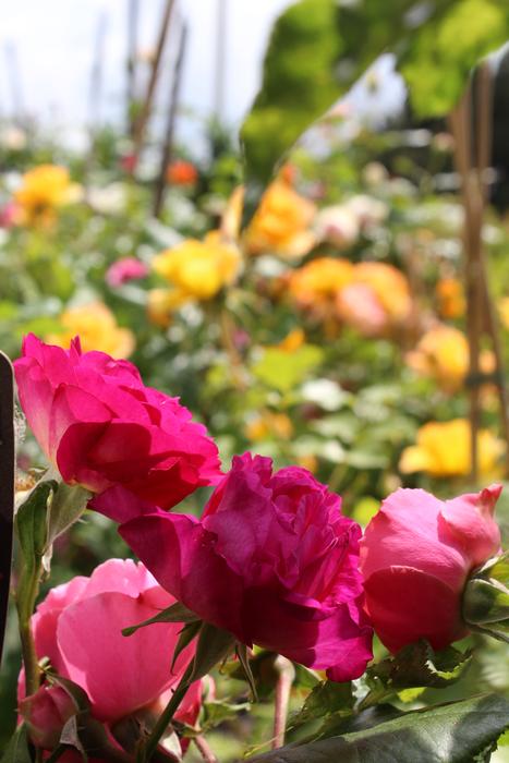 pink flower garden view