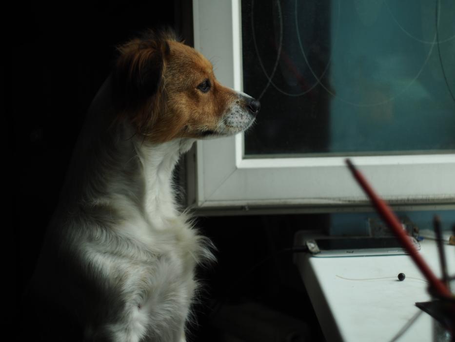 white dog with a red head