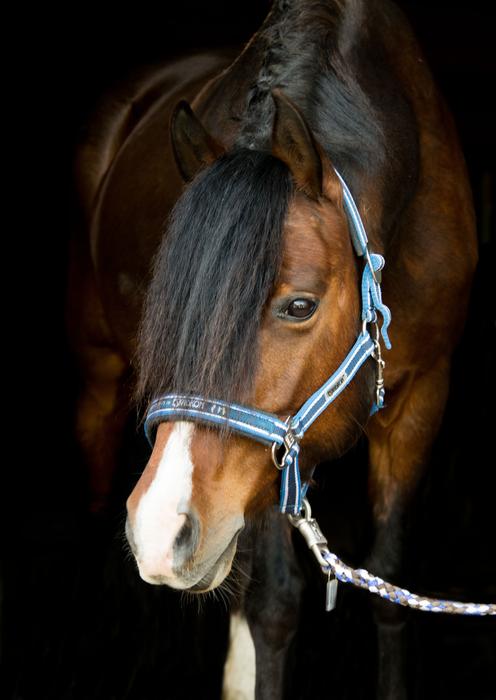 brown horse on a leash
