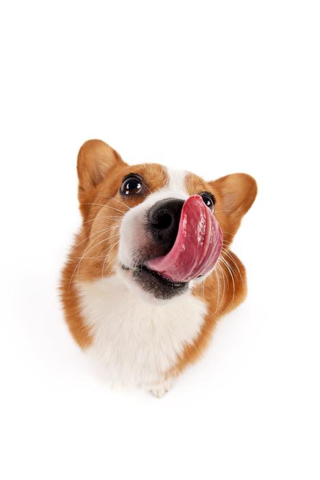 big dog with a tongue