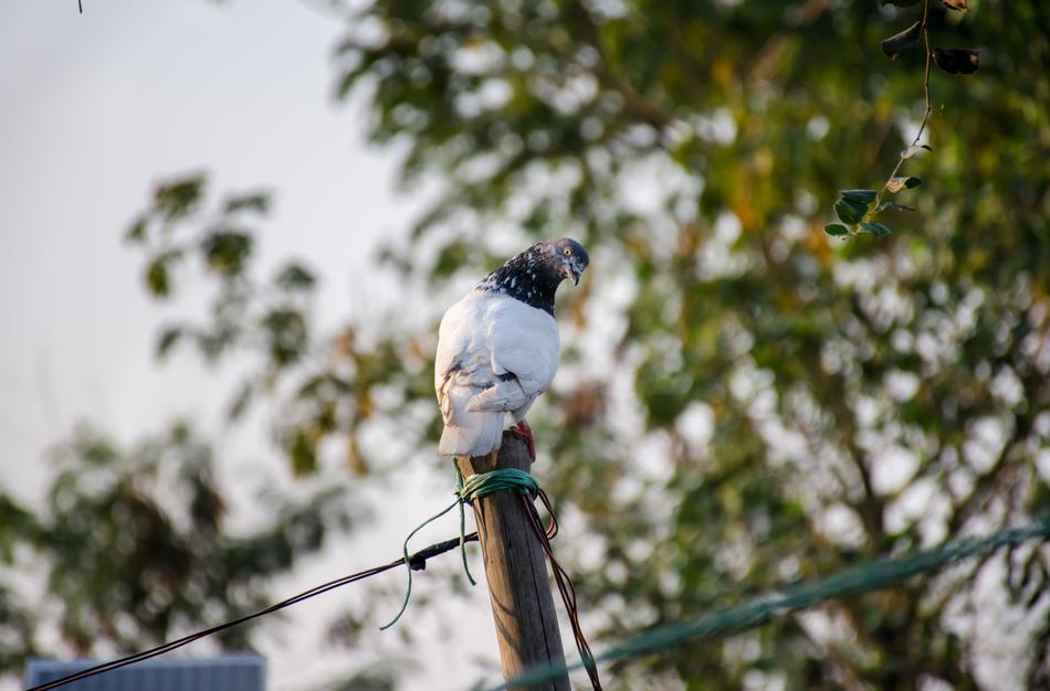 white ptzia on the fence