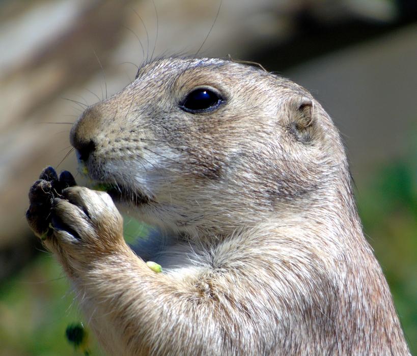 meerkat face paws