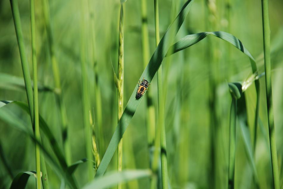 green tarva with a small insect in a meadow