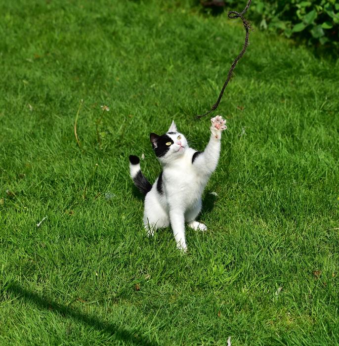 cat in the green grass