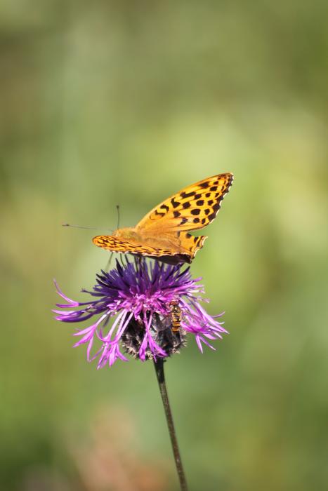 a big unusual butterfly in a flower
