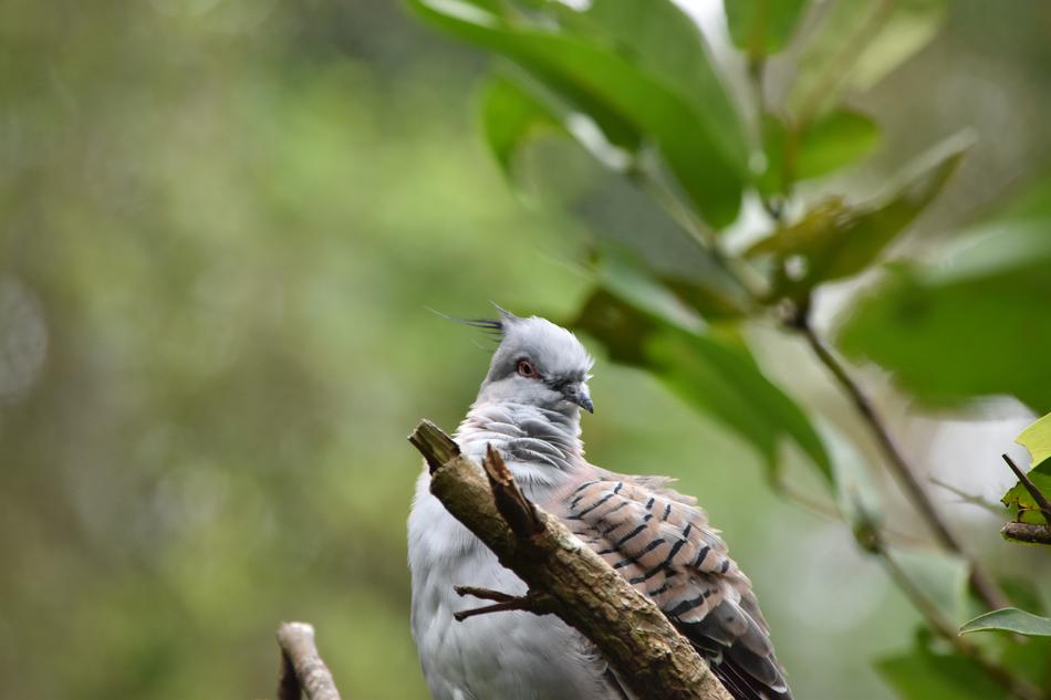 a magnificent bird in the trees in the forest.