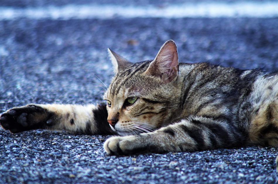 sleeping cat in a blue carpet
