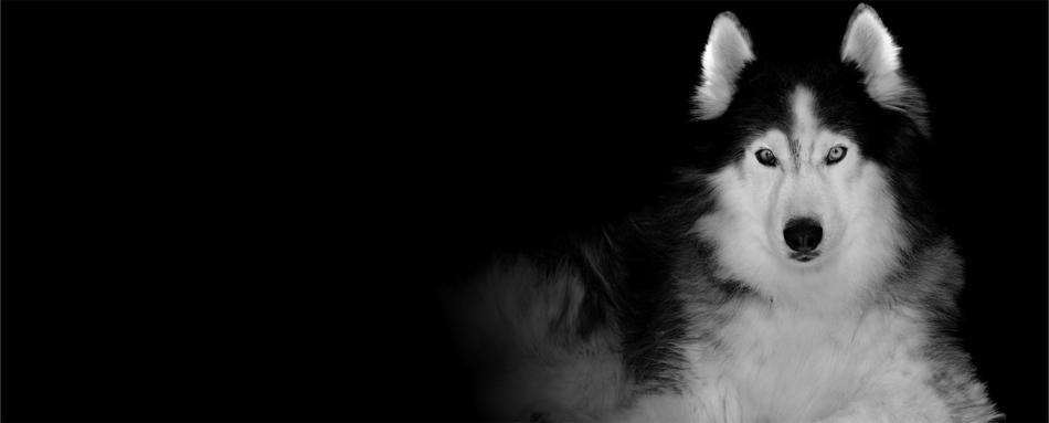 a big husky in the dark