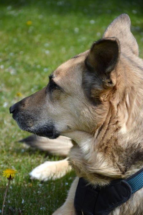 man's unusual friend the dog