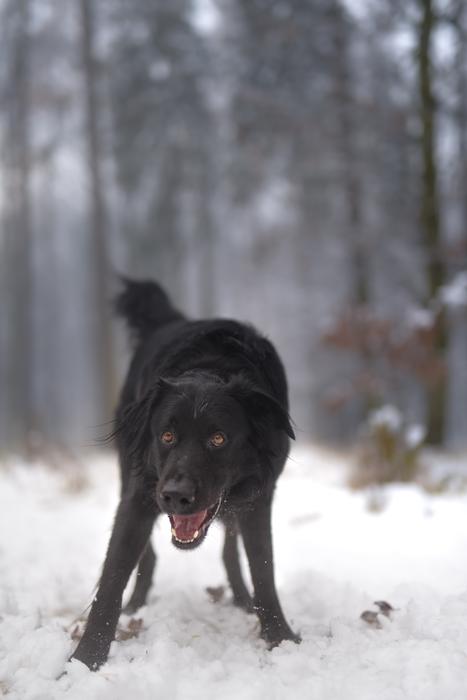 black aggressive dog