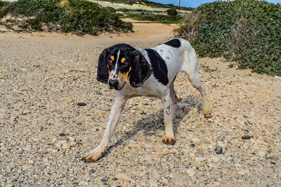 a dog with a black head and a spot