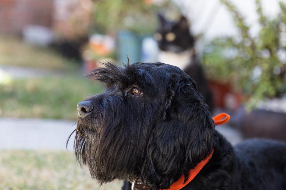black dog with a red collar