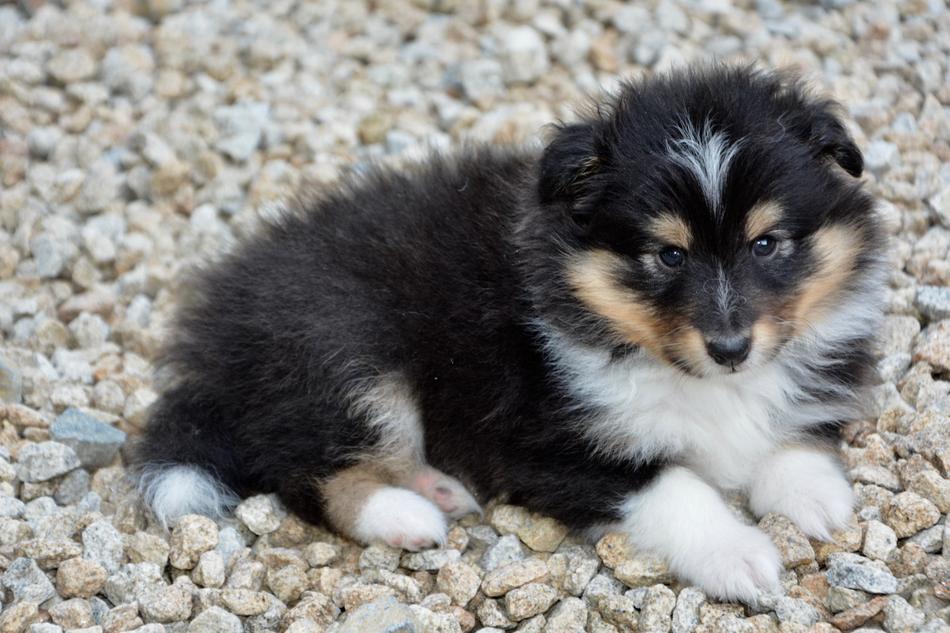fluffy colored dog