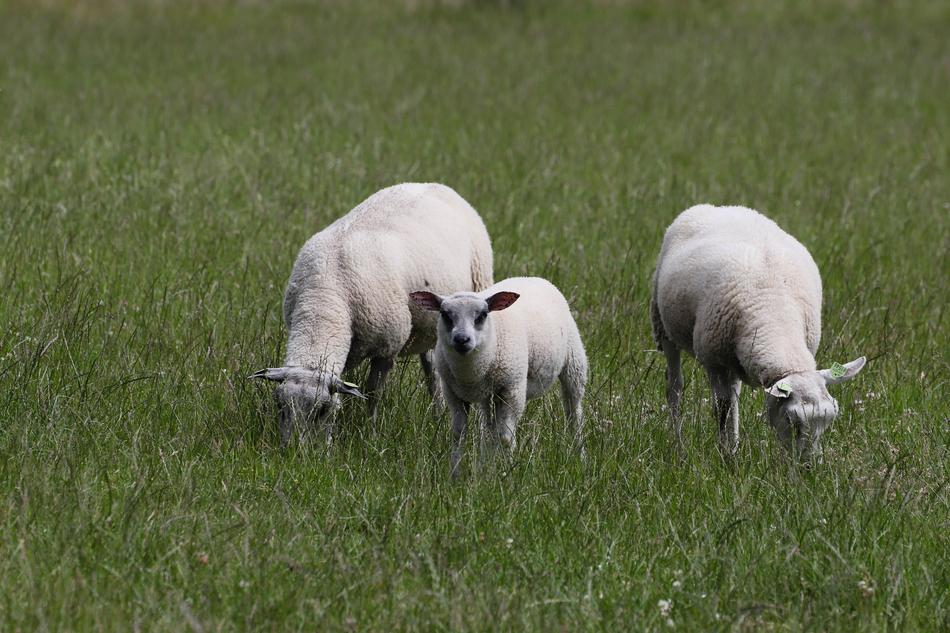 three white sheep in the grass