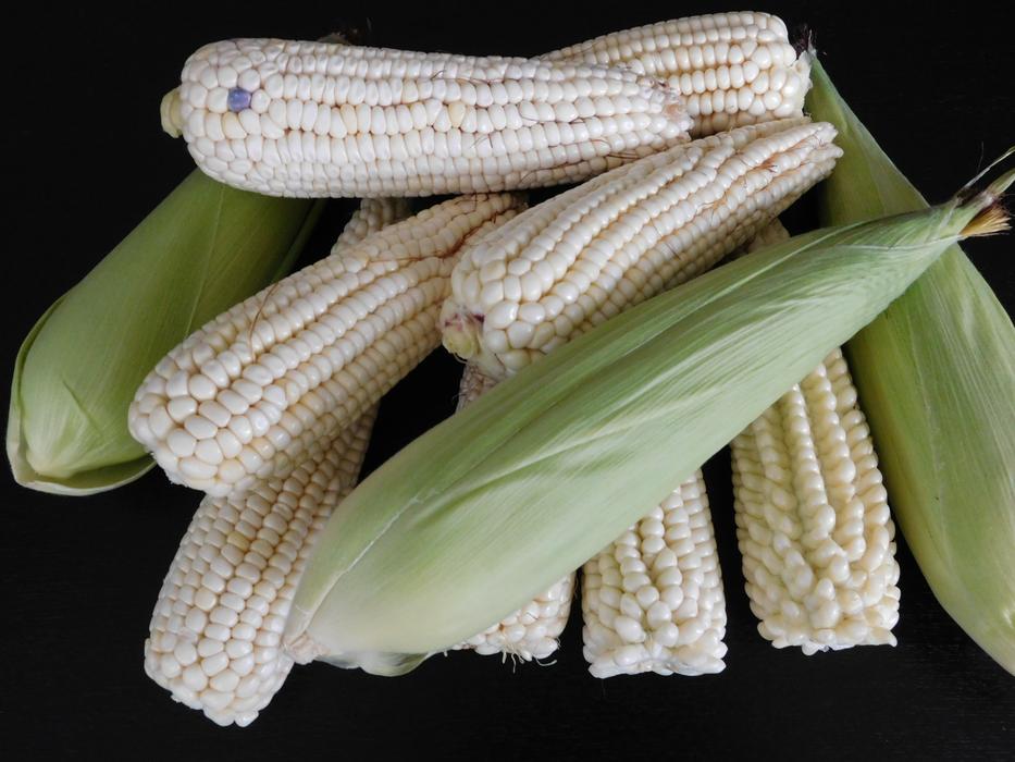 unripe corn harvest