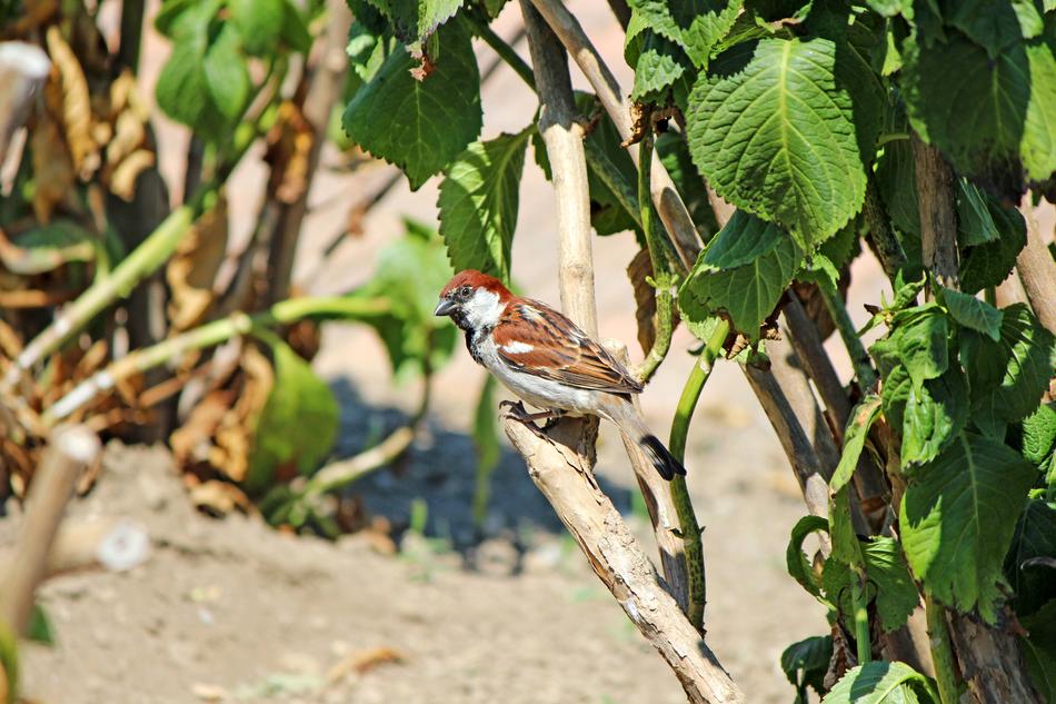brown sparrow with green