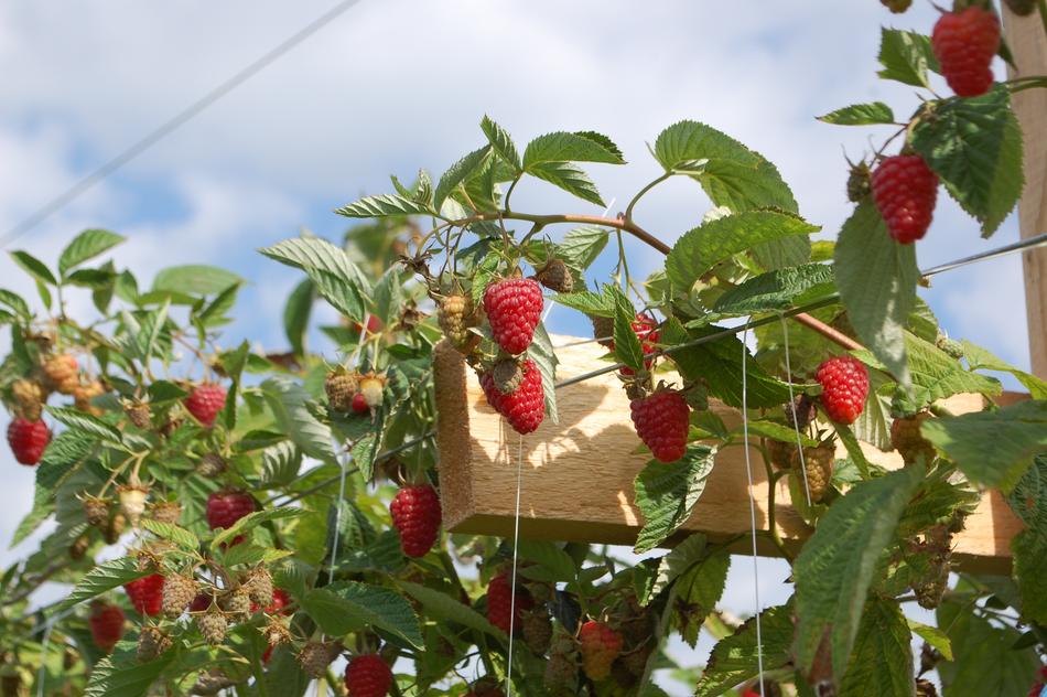 garden strawberries ripe sweet