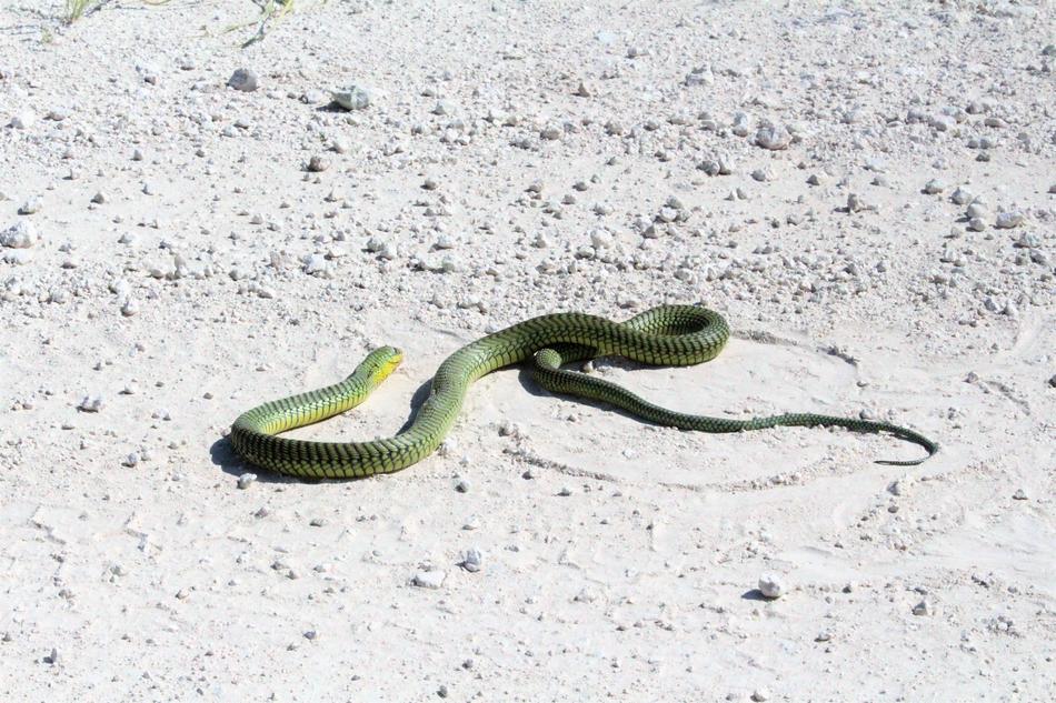 green snake in the sand