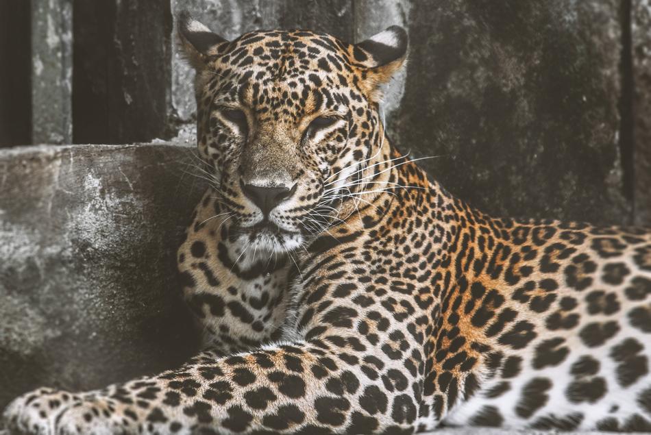 a cute leopard at the zoo