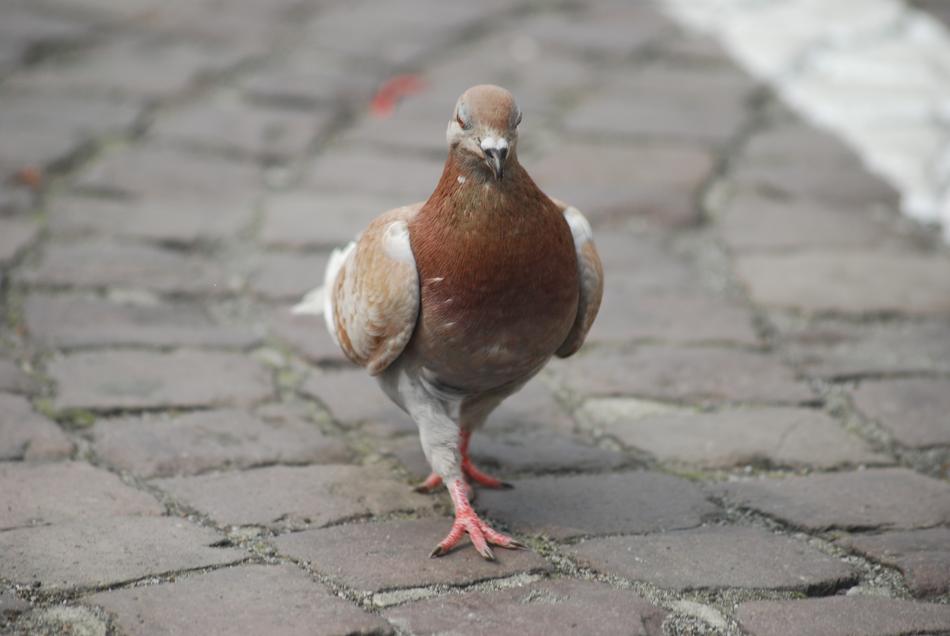 pigeon brown is a nice looking
