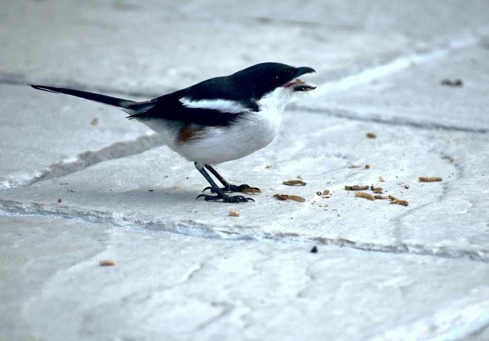 blackbird with white feathers