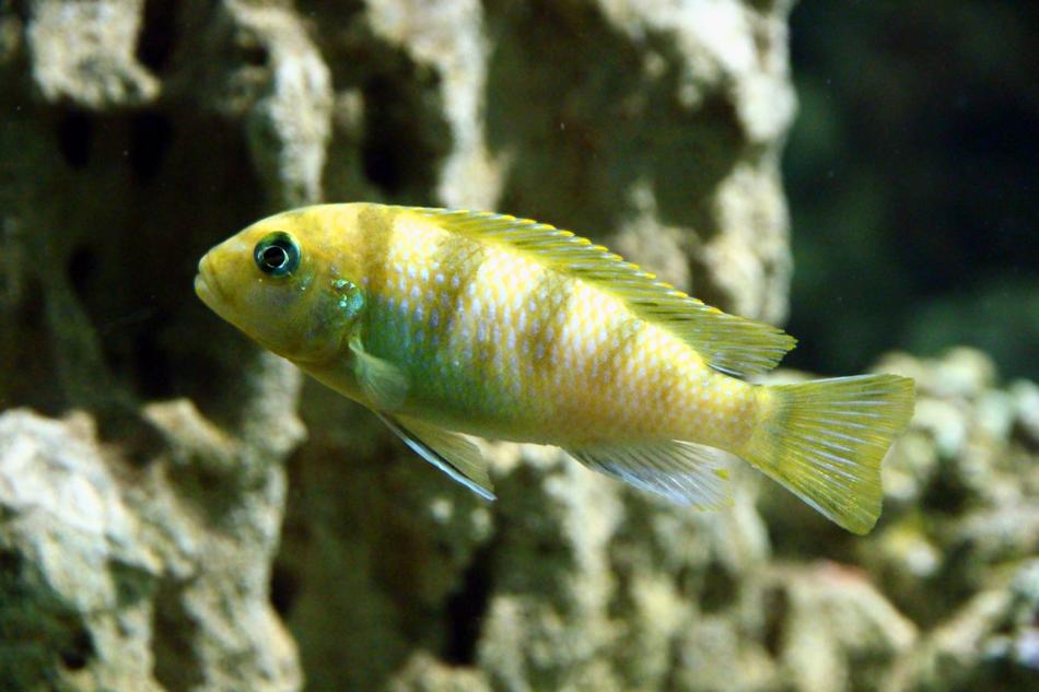 yellow fish in a tank