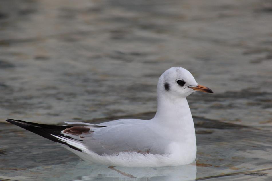 white bird in the water view
