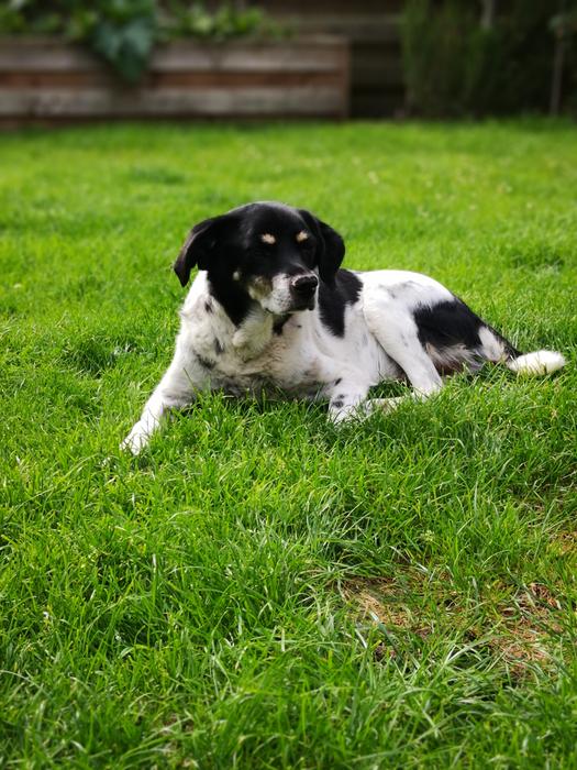 sleeping dog on green grass