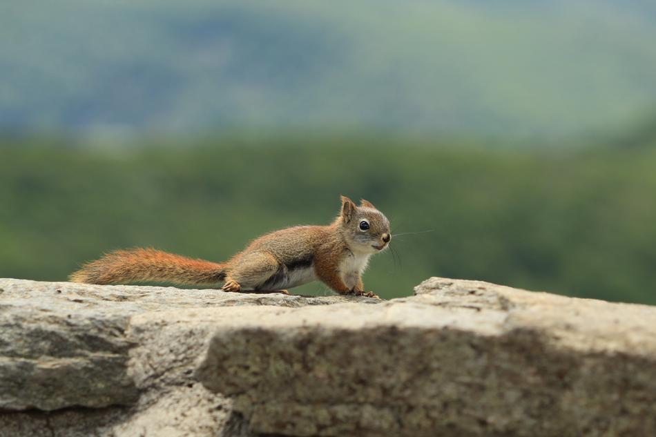 little squirrel brick wall
