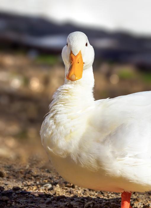 the white duck with the big beak is cute.