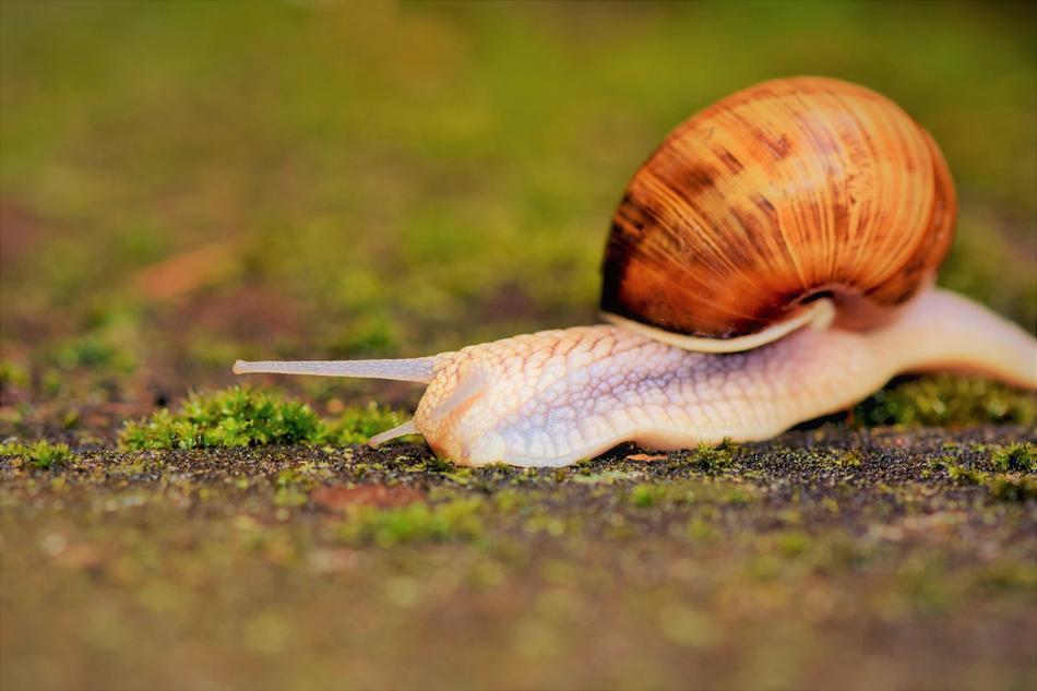 snail grass field