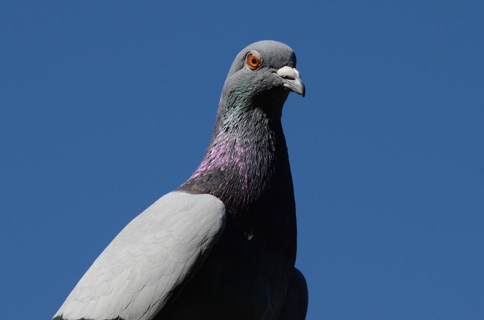 a beautiful dove against the sky