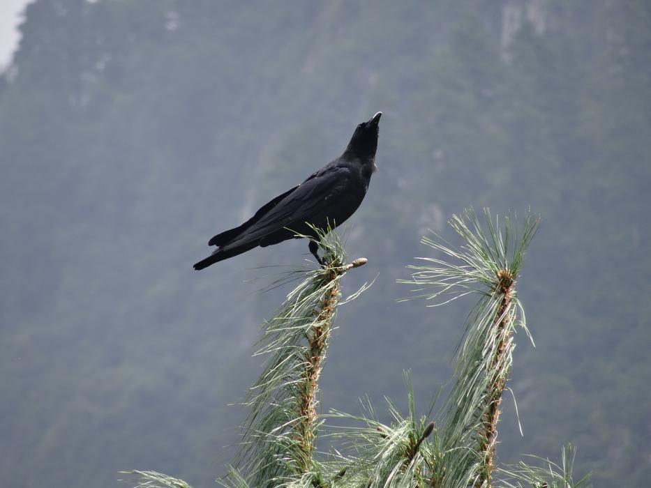 wild bird on a gray background