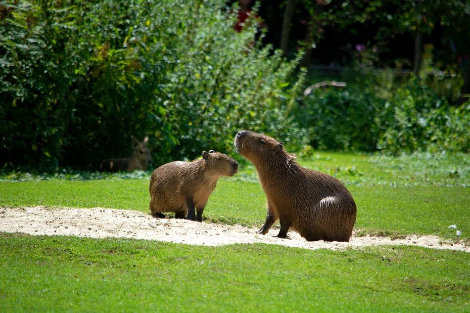 capybaras in green grass