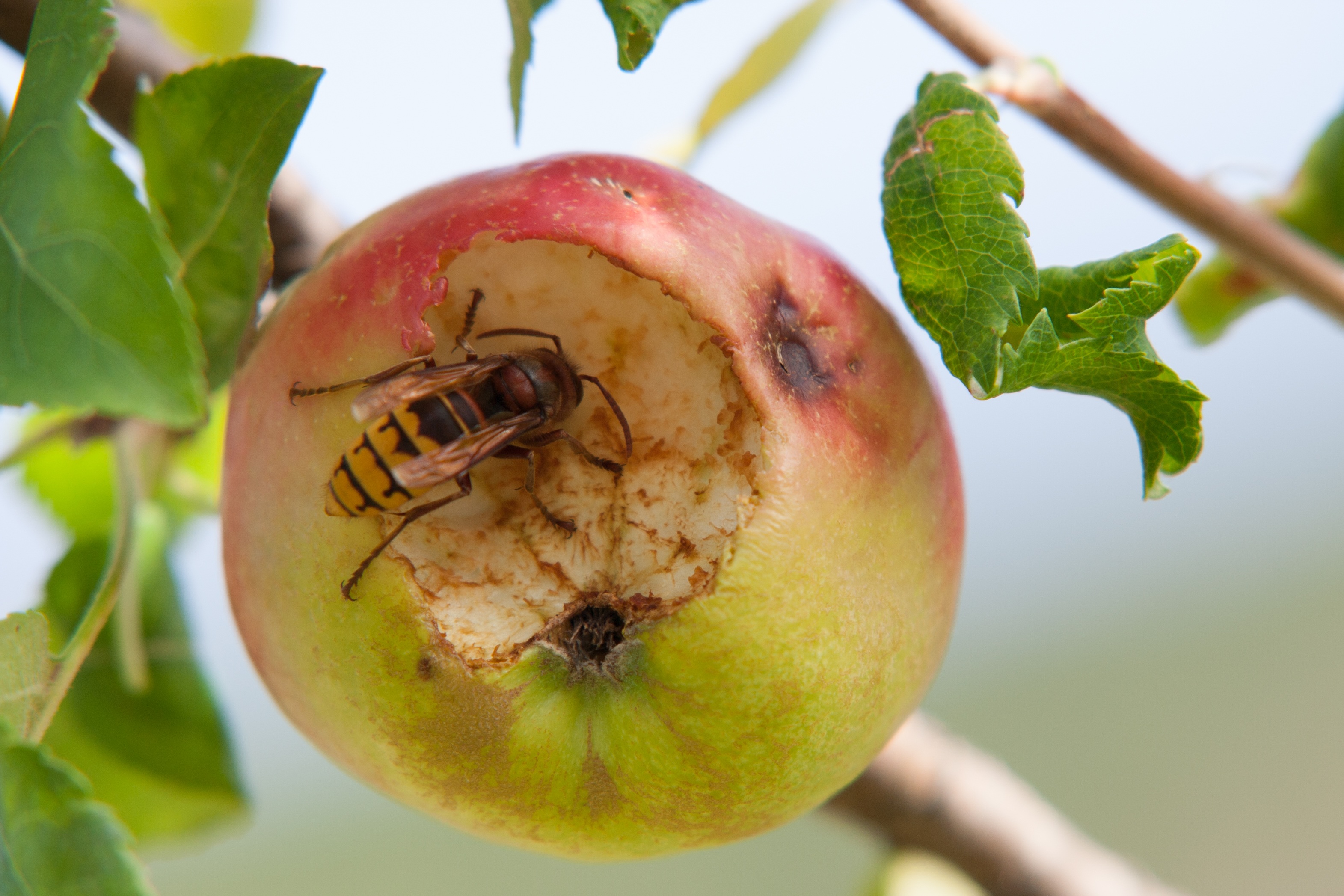 Bee in a bitten apple free image download