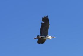 a huge bird in the blue sky