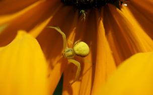 an orange flower with a poisonous spider.