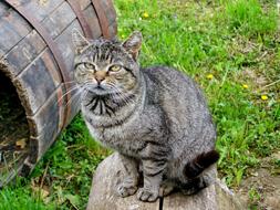 fluffy cat in the green grass