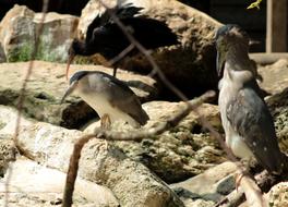 birds exotic rocks