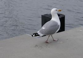 gray-winged gull