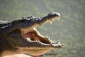 crocodile jaw danger