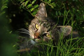 a beautiful cat in the green grass