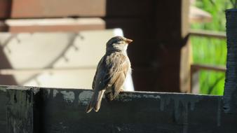 sparrow on the fence view