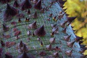 prickly thorns on the plant