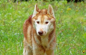 red dog in the green grass