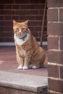angry cat in a collar