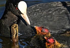 birds water unusual
